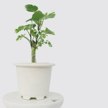 │ 窯瓷系列 │斑葉福祿桐 - 送禮植物 辦公室 水耕植物 室內盆栽