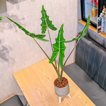 薩利安觀音蓮水泥盆栽 落地盆栽 小高木腳水泥盆栽 開幕送禮