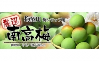 10kg■特大サイズ 南高梅 梅酒用 フレッシュ青梅（生梅）／紀伊国屋文左衛門本舗