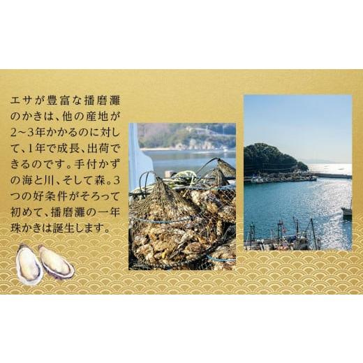 ふるさと納税 兵庫県 相生市 内閣総理大臣賞受賞 蒸しカキ 珠せいろ 大粒1kg（500g×2）