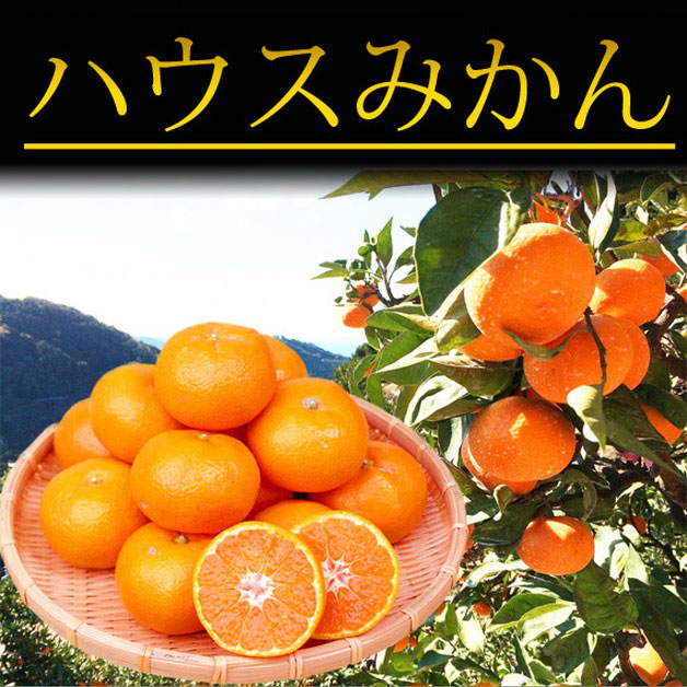 紀州和歌山有田産ハウスみかん　2.5kg　化粧箱入 ※2024年6月下旬～7月中旬頃に順次発送予定