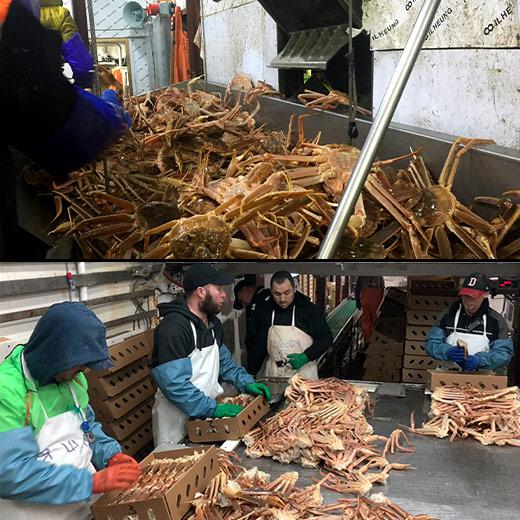 かに カニ 蟹 ズワイ ずわい ボイル ズワイガニ 脚 2kg カニ鍋 焼ガニ お歳暮 2023 2024 プレゼント ギフト 贈り物 送料無料 