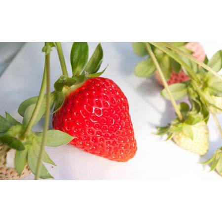 ふるさと納税  ゆうべに いちご 250g × 10パック 合計 2.5kg 苺 イチゴ フルーツ 果物 くだもの 熊本県