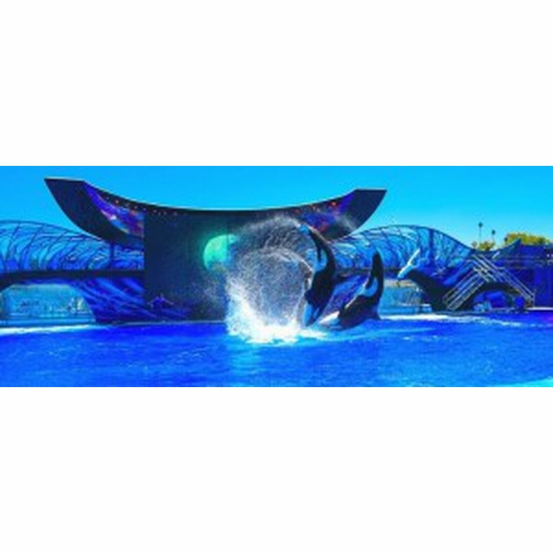 絵画風 壁紙ポスター シャチ オルカ ジャンプの競演 オーランドsea World グランパス パノラマ Orca 101p1 パノラマ版 1440mm 576mm 通販 Lineポイント最大1 0 Get Lineショッピング