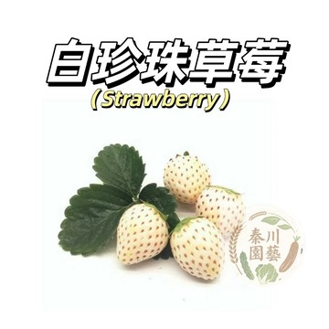 嘉義現貨（白珍珠草莓種子CM-14）香甜~日本品種稀有白草莓種子（天使AE草莓）甜度中等~大果型~四季播種簡單管理