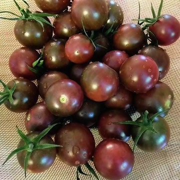 青禾園藝（巧克力櫻桃番茄種子）FQ-43🍅小聖女番茄西紅柿生吃水果柿子多年生盆栽果菜蔬菜種子#tomato