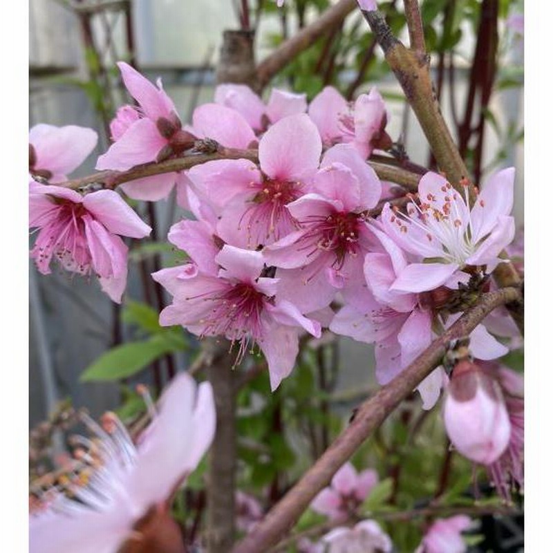 水蜜桃。桃の苗果樹。鉢ごと無料で発送致します。 Amazon.co.jp: 果樹桃の苗木 天津水密 4号ポット 全高：約65～70