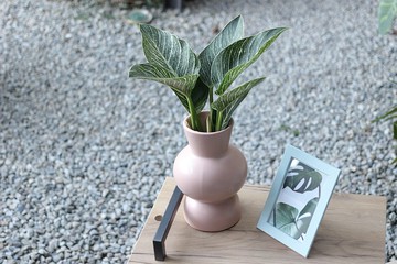 水培植栽│柏金蔓綠絨_室內植物 辦公室盆栽  店內布置