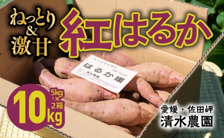 愛媛県伊方町産　瀬戸の紅はるか10kg（5kg×2箱） さつまいも　サツマイモ　芋 ※着日指定不可 ※離島への配送不可