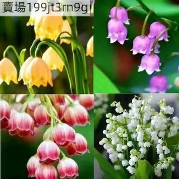 現貨 濃香型鈴蘭花種子（250粒）比香水還香 四季鈴蘭花 四季開花不斷 好養活 多年生 耐寒耐熱植物 易種植種子 推薦