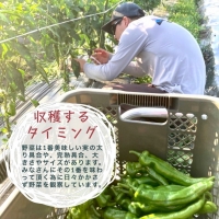 旬の味！お野菜 詰め合わせBOX 8～10品目×6回（栽培期間中 農薬・化学肥料不使用） 京都 亀岡 京野菜 農家より直送