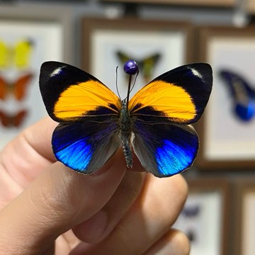 【現貨】🦋星夜蛺蝶🦋蝴蝶 昆蟲 模型 乾貨三角紙包裝 #非活體 #類模型 #藝術品