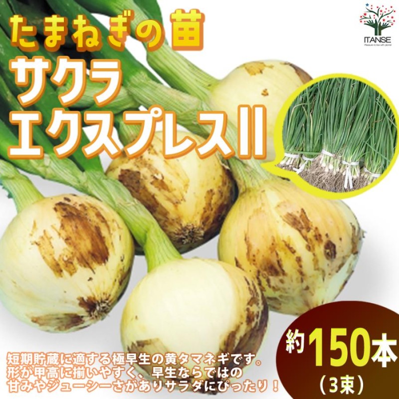 玉ねぎ 苗 極早生 １０００本 - 食品