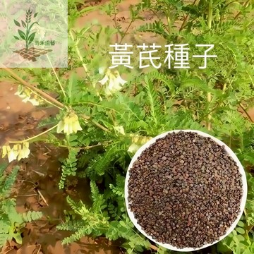 青禾園藝（黃芪種子）黃耆 北耆種子 四季種植 室內外種植 新手適種 陽台庭院種植漢方種子#自留種