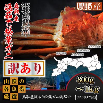 ふるさと納税 鳥取市 鳥取産訳あり松葉がに浜茹で 800g〜1kg (特大サイズ)