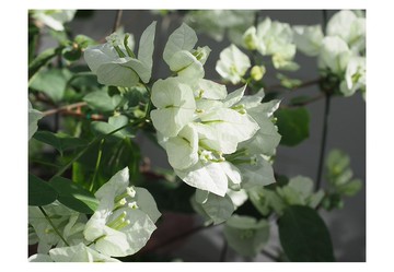 明信片 照片 No.31 – 3張組 – 九重葛 & 白花