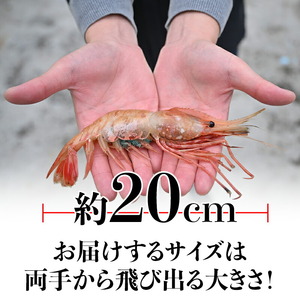 12月17日入金分まで 年内発送 北海道産 知床羅臼産ボタンエビ 大サイズ1.2kg（300g×4パック） ぼたんえび ぼたん海老 魚介類 北海道 魚介 海産物 冷凍 刺身 海鮮丼 生産者 支援 応援 F22M-074