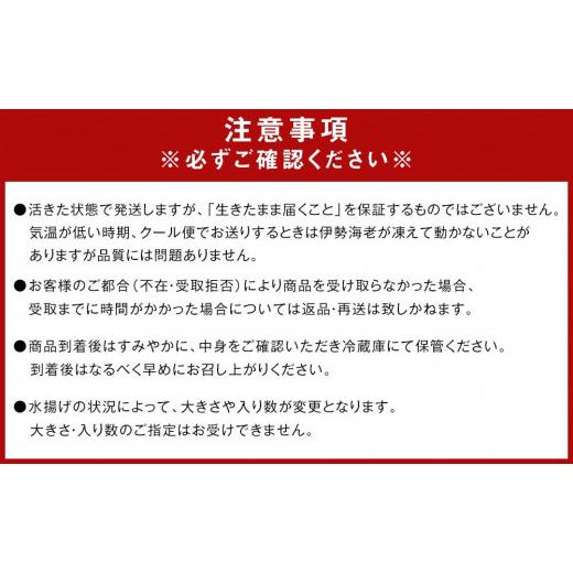 ふるさと納税 和歌山県 白浜町 活 伊勢海老 4尾 〜 5尾 セット 産地直送 女船長 キョウちゃん おすすめ