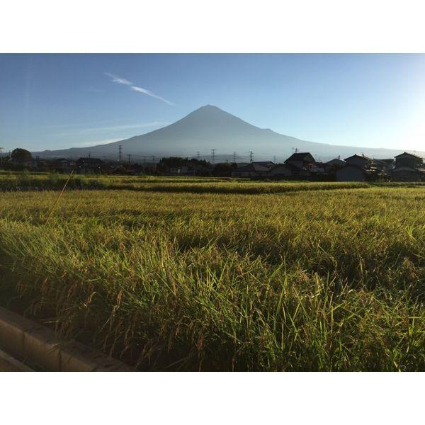 令和5年産　霊峰富士山の湧き水が作った絶品コシヒカリ 30kg （30キロ）  100％新米 玄米 お米 コシヒカリ 静岡産　単一原料米