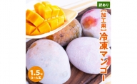 ■「訳あり」加工用冷凍マンゴー1.5キロ（３～４玉）  沖永良部島産
