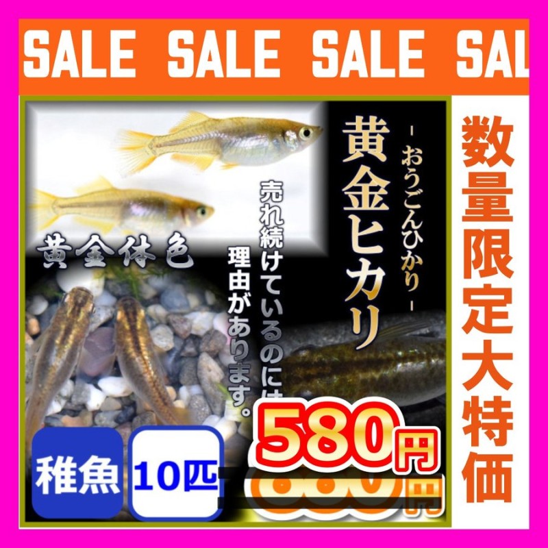 日本最大級の品揃え 忘却の翼 幼魚 １０匹 α めだか ヒレ長とラメの二刀流 改良メダカ blaccoded.com