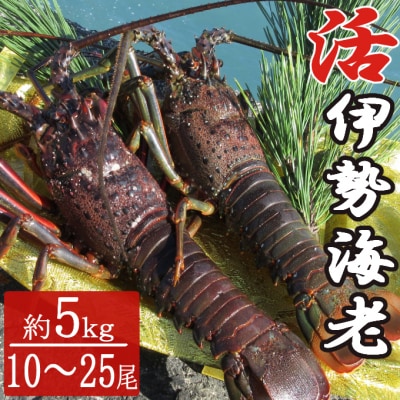 室戸沖(活)伊勢海老　5kg　10～25尾