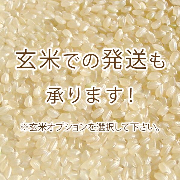 お米 4kg 新潟県産 コシヒカリ （ 令和5年産 ） 4kg （2kg×2袋）白米 玄米 選べます