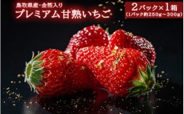 ５８７．プレミアム甘熟いちご※2023年12月下旬頃～2024年3月下旬頃に順次発送予定※着日指定不可