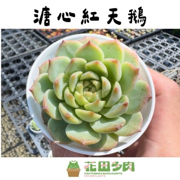 《花田多肉》🌵【溏心紅天鵝】 3吋盆 多肉植物/多肉/戶外植物/景天科