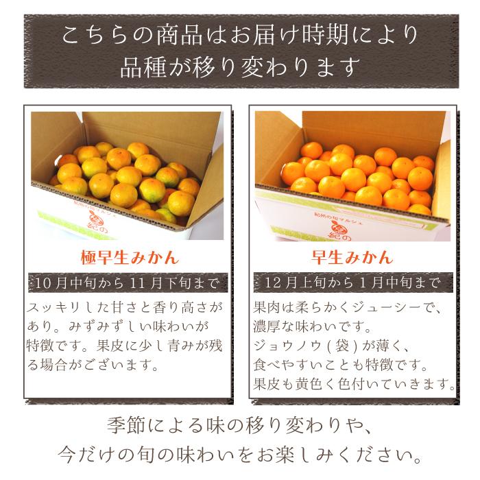 小玉みかん  送料無料 濃厚な甘みがギュッと詰まったみかん 小玉 小粒 SS S みかん 薄皮 家庭用 温州 和歌山 甘い 紀の