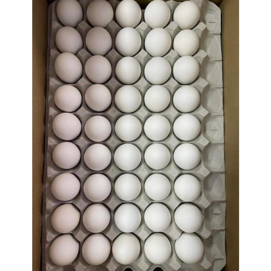 鶏のバロット 孵化しかけた卵 活珠子 10個 MSサイズ 鶏のたまご 日本国内製造