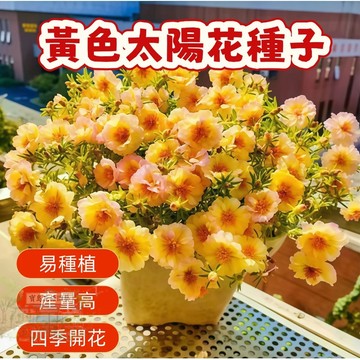 🌹 黃色太陽花種子 今年新籽 發芽率高 見土即活 花開爆盆 四季可播  新手易種易活 陽台庭院盆栽花卉種子