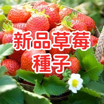 【新品草莓種子】台灣家庭陽台盆栽有機自種四季結果易種植高發芽率水果種子園藝盆栽草莓籽