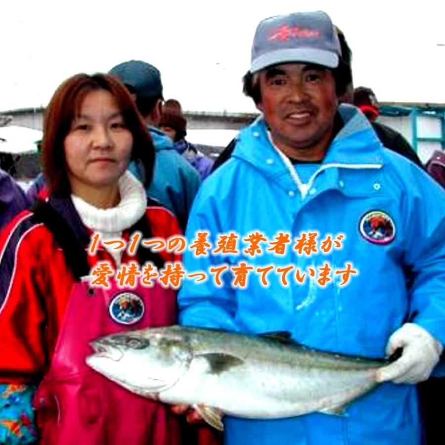 ブランド養殖ぶり　鰤王　丸魚（ラウンド)　頭・腹処理済