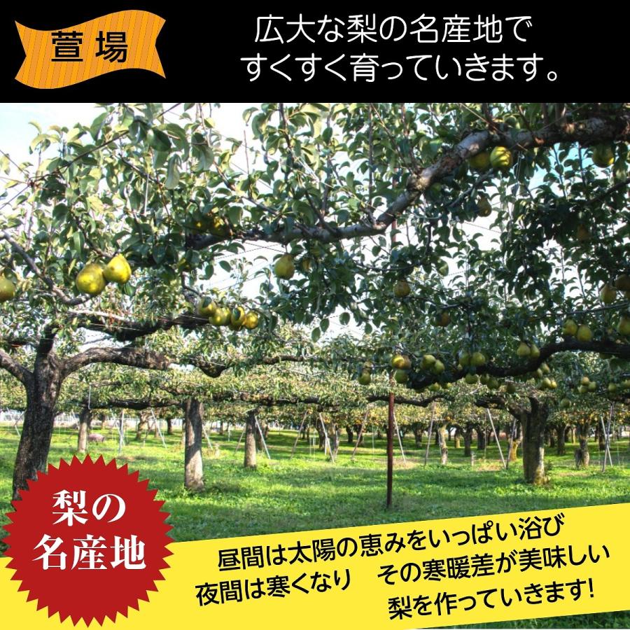 洋梨  洋ナシ 2種類入り 2.5kg 4〜12個 ご家庭用 訳あり 福島県 洋なし 《10 下旬〜11 上旬より出荷》