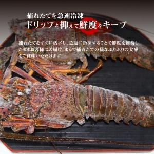 ふるさと納税 活き〆冷凍　天然伊勢海老500g（1〜2尾） 鹿児島県和泊町