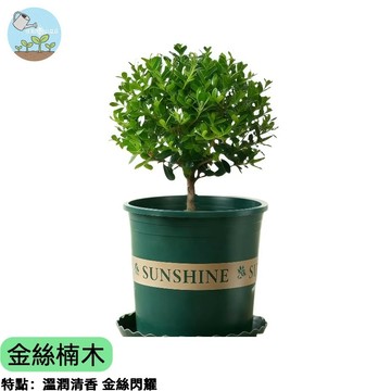 金絲楠木種子 珍貴樹種 傳家之木 自帶香氣 陽台盆栽/庭院種植   綠化造景首選  耐陰好照顧 自帶金絲紋理