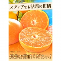 一度は食べていただきたい! 有田産のせとか 青秀以上 約4～5kg （サイズおまかせ） 厳選館 《2024年2月下旬-4月上旬頃より順次出荷》 和歌山県 日高川町 せとか 柑橘 有田産