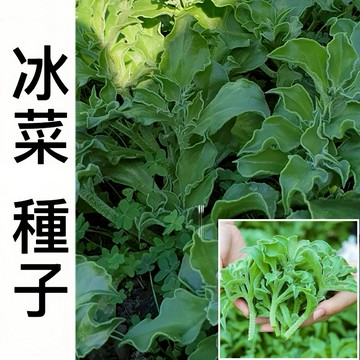 現貨 【水晶冰菜種子】（500粒）四季種植 一次種植 多次采摘  冰冰爽爽入口即化 四季蘇菜種子 高鈣蔬菜種子
