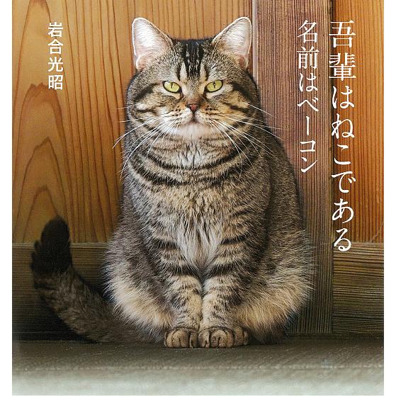 吾輩はねこである 名前はベーコン 岩合光昭