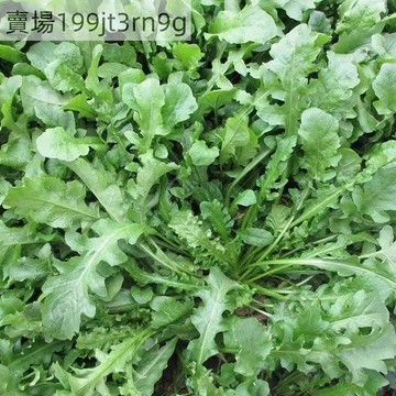現貨 薺薺菜種子（500粒）野薺菜種籽 四季播種 食用蔬菜種子 耐寒耐熱野菜 易種易活陽台庭院盆栽蔬菜種子