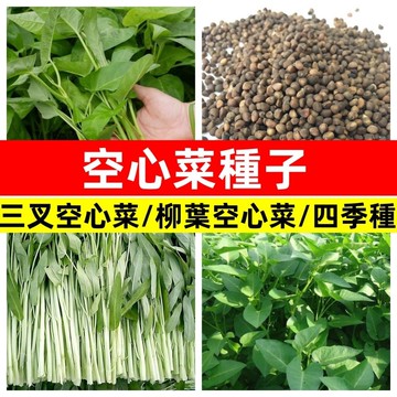 速生空心菜種子 40天可採 應菜 蕹菜籽 四季快菜 陽台盆栽蔬菜 家庭種植 有機芽苗菜 新手友善 台灣現貨