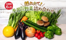 とれたて野菜パック 定期便6ヶ月 季節の野菜セット 詰め合わせ 10品前後 ジャガイモ 人参 大根 小松菜 白ネギ グリ−ンリ−フ チンゲン菜 椎茸 トマト 水菜 葉ネギ 人気 厳選 袋井市