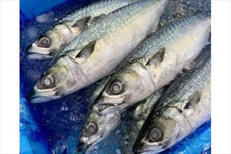 トロ〆さば 3枚セット(大) おさかな村 刺身 カルパッチョ