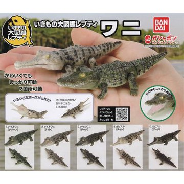 全套5款 日本正版 生物大圖鑑 鱷魚 扭蛋 轉蛋 尼羅鱷 恆河鱷 動物模型 BANDAI 萬代 - 776588