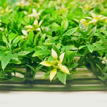 Meric Garden 超仿真休閒星辰花草皮地(25*25*4CM)4入/組