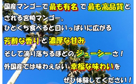 完熟!宮崎マンゴー (特秀 大玉3Lサイズ 2玉) マンゴー 宮崎 完熟マンゴー