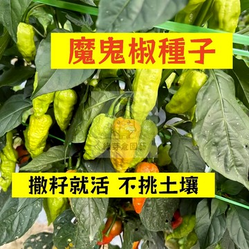 🌱早熟高產 （🌶️魔鬼椒種子LJ-45） 口感豐富 特辣 爆辣 抗病性強 生長勢快 不挑土壤 易種植田栽庭院盆栽蔬菜種子