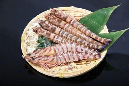 天然 車エビ 生食用 (計900g・300g×3袋) エビ 海老 車海老 冷凍 刺身 さしみ 天ぷら 塩焼 バーベキュー 国産 大分県産 大分県 佐伯市 やまろ渡邉 