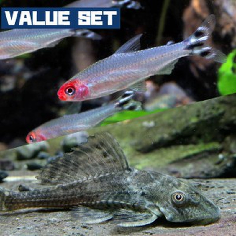 熱帯魚 生体) 【バリューセット】ラミーノーズテトラ（約２cm)(４匹) ＋ サッカープレコ（約５-６cm)(２匹) 【水槽/熱帯魚/観賞魚/飼育  通販 LINEポイント最大10.0%GET | LINEショッピング